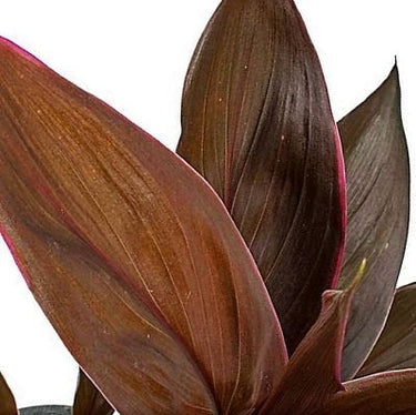 Cordyline Fruticosa Mambo - Hawaiian Ti Plant